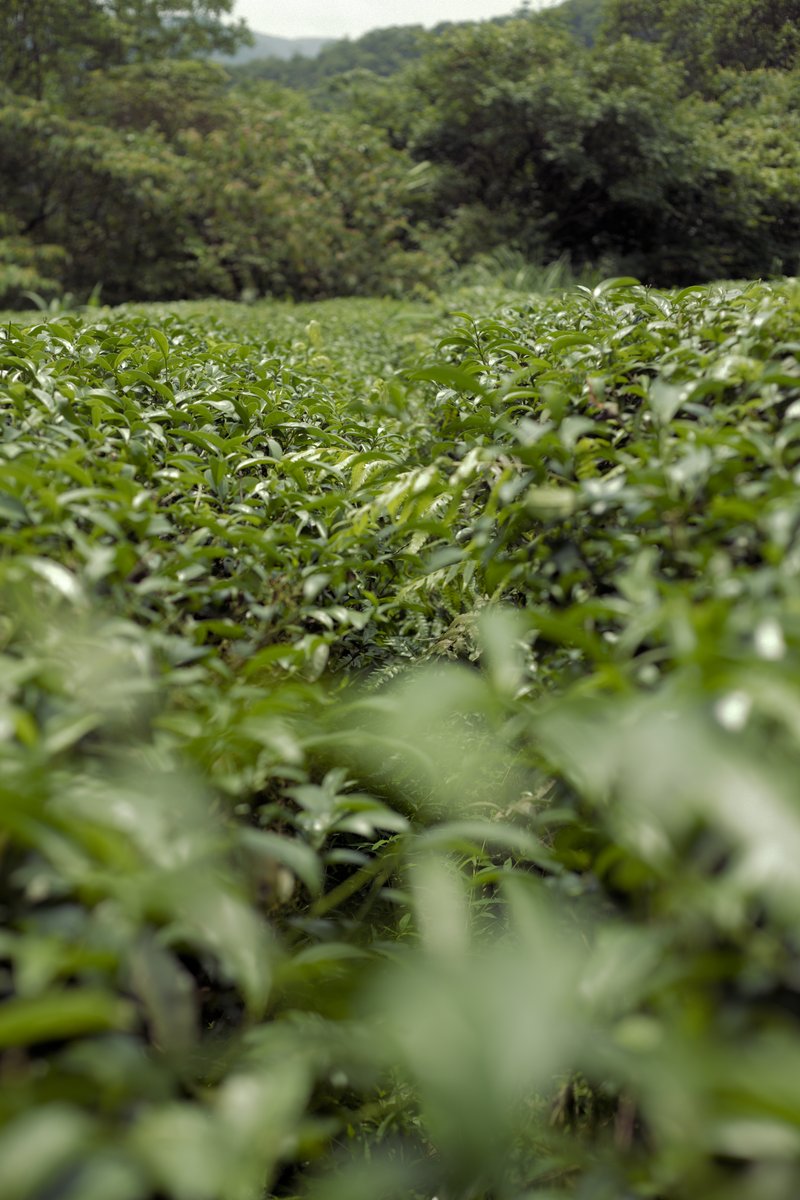 natural farming tea garden in mountains of Pingling, Taiwan
