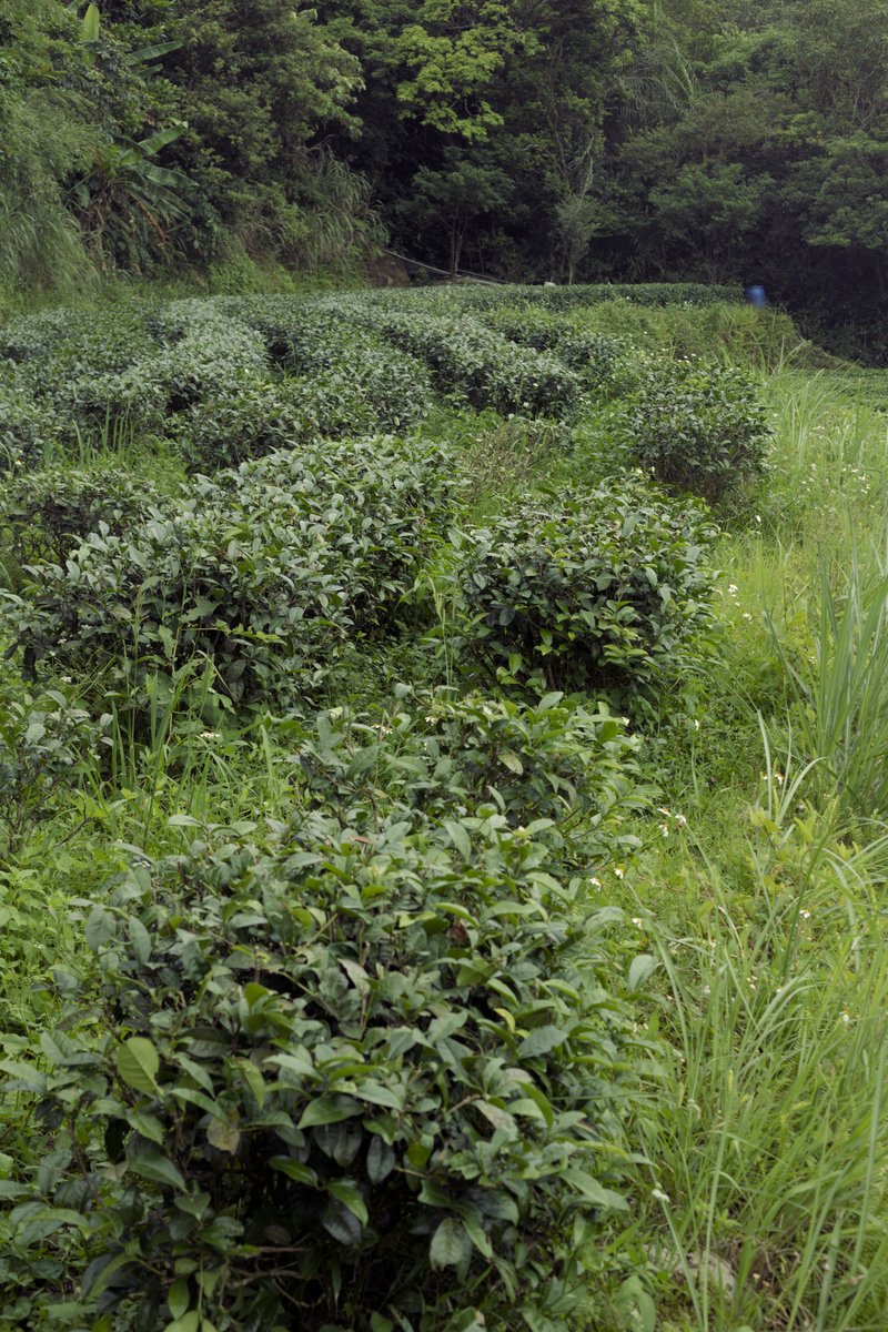 natural farming tea garden in Pingling, Taiwan