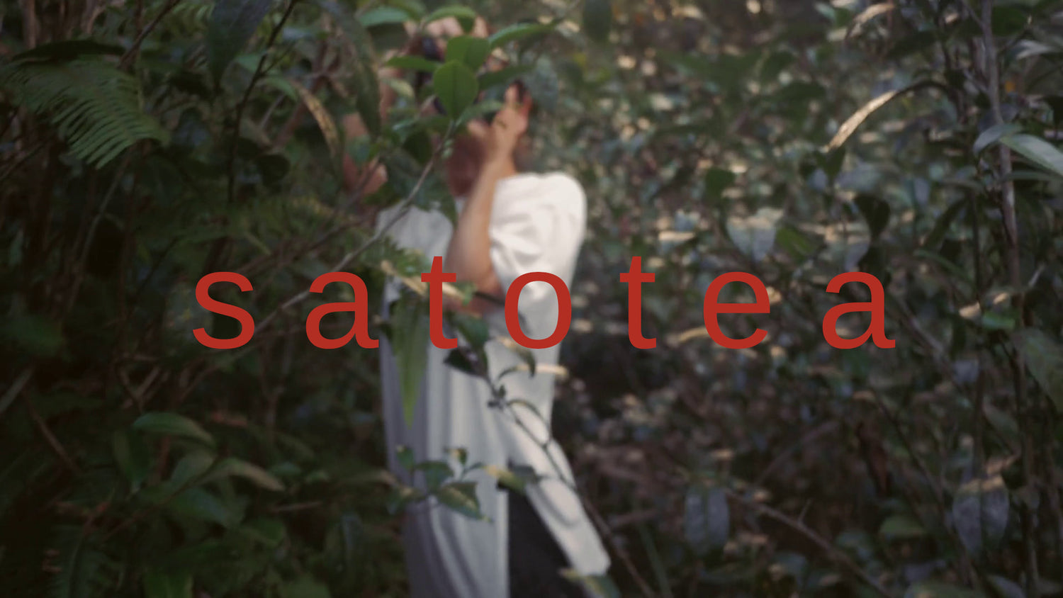 woman standing in wild tea farm in pinglin taiwan