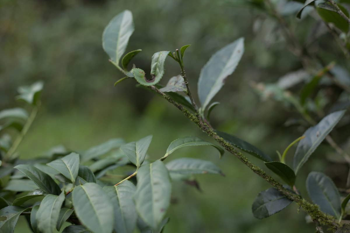 wild farmed tea tree in Taiwanese mountains