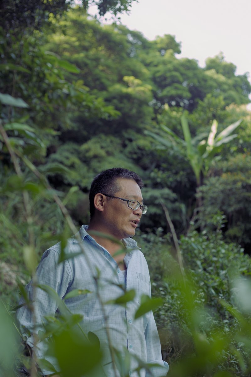 farmer standing in naturally farmed tea garden