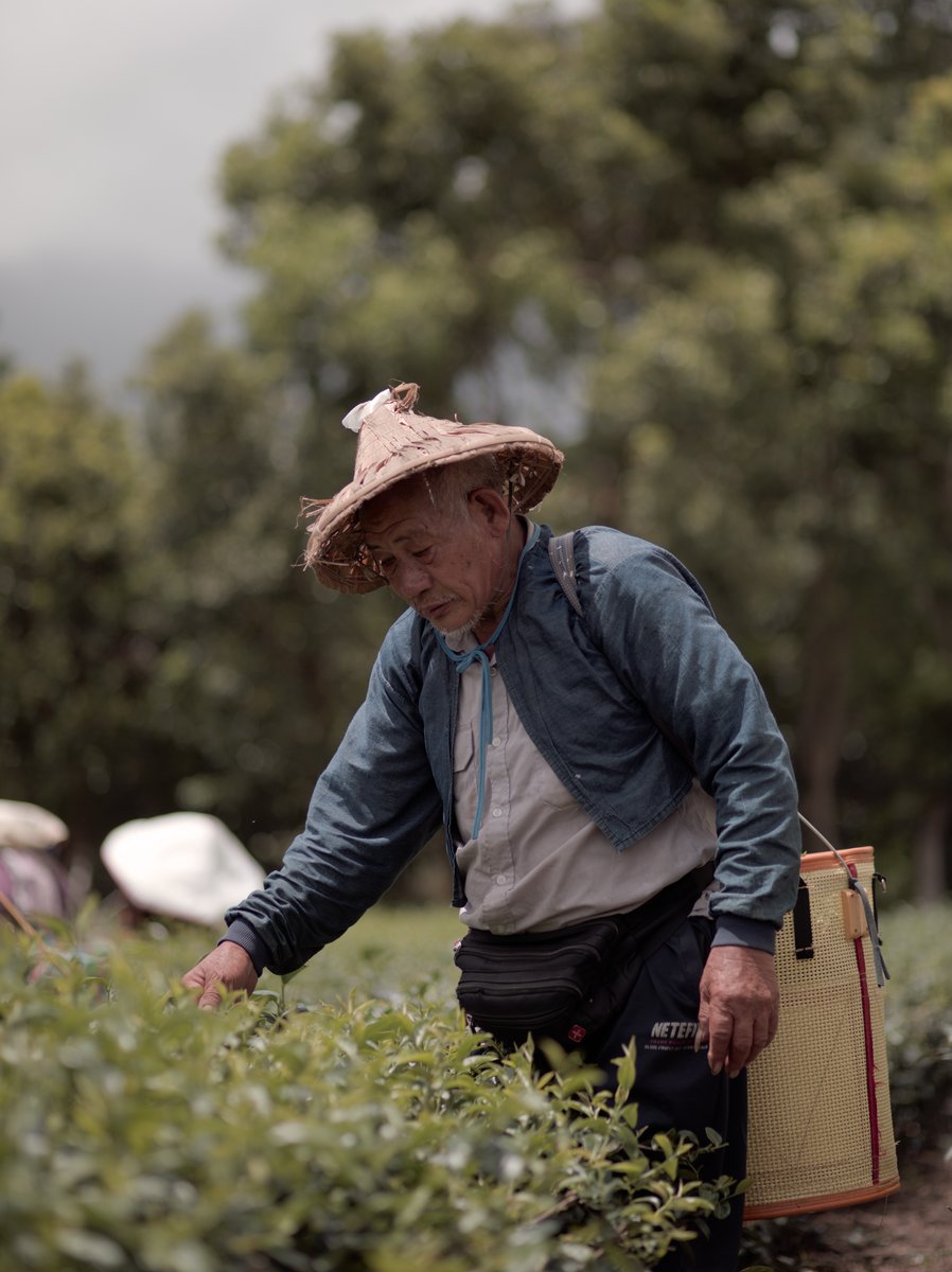 man hand-picking Shan Yun black tea leaves in organic tea farm