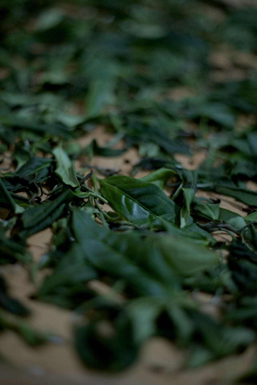 making wild farmed tea