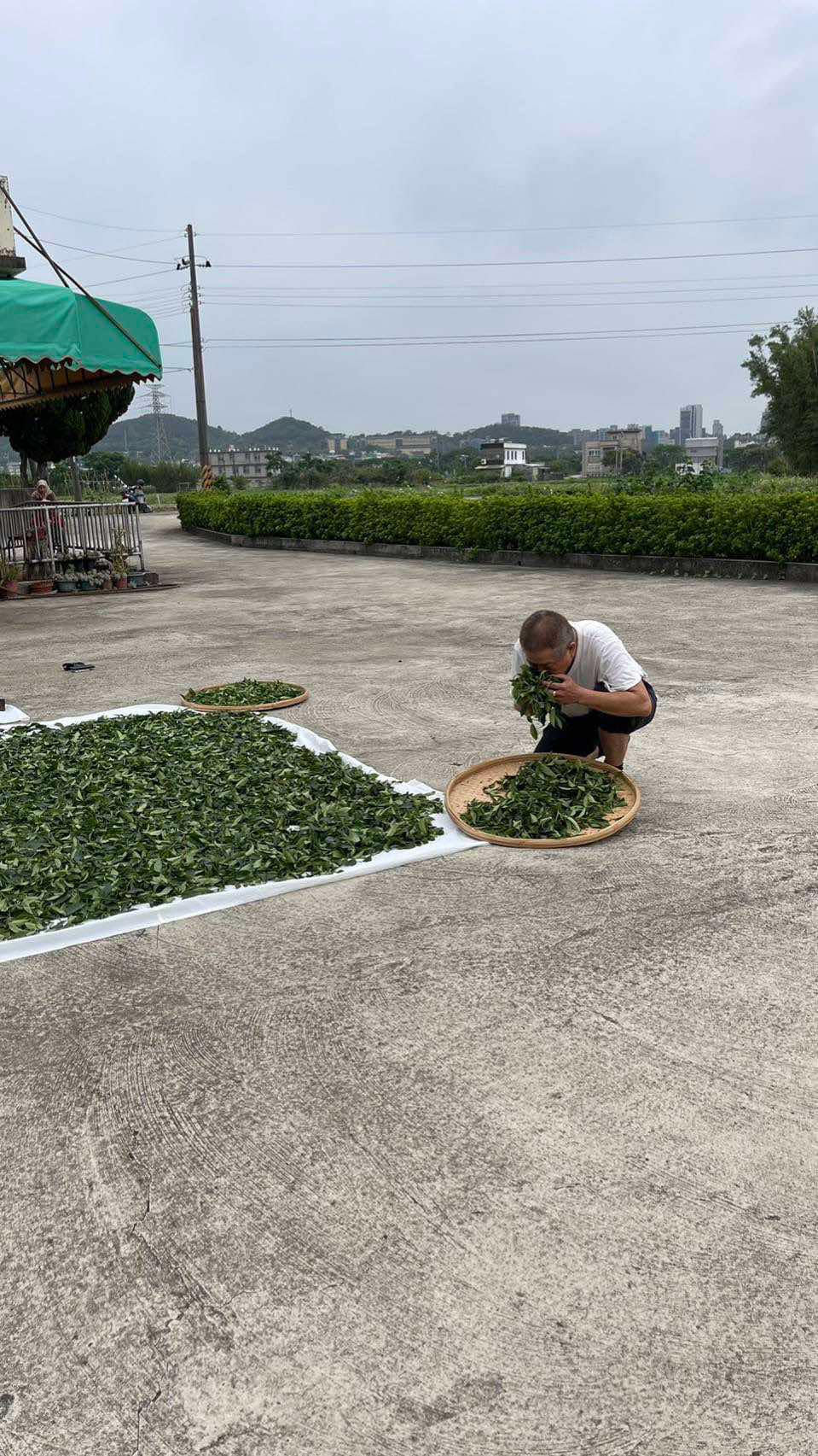 farmer making wild-farmed tea