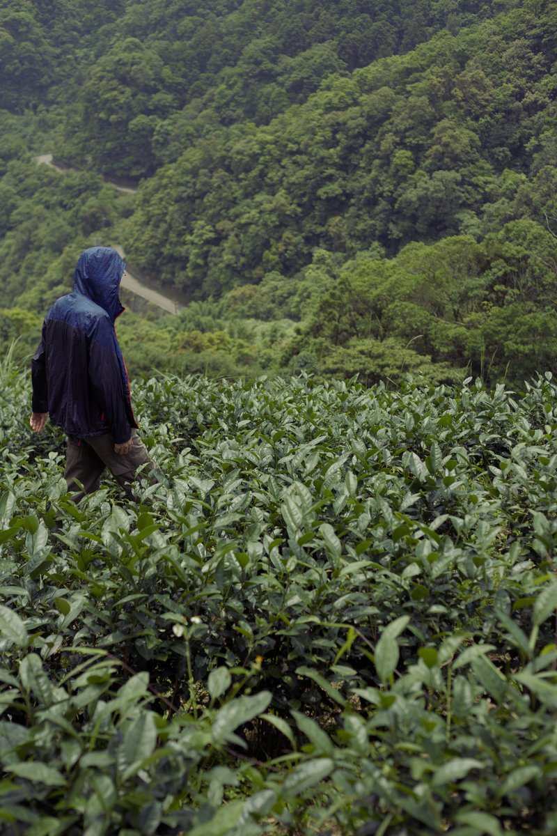 walking through naturally farmed tea garden in Pingling