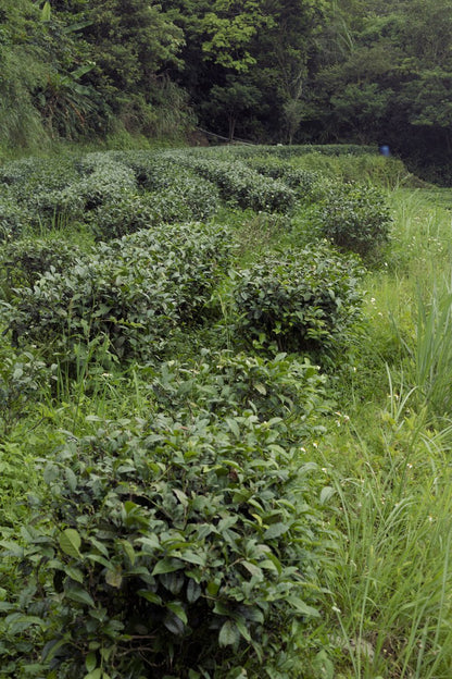 natural farming tea garden in Pingling, Taiwan