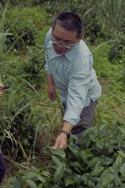 farmer standing in naturally farmed tea garden