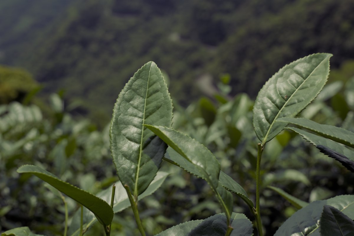 close-up of naturally farmed tea tree
