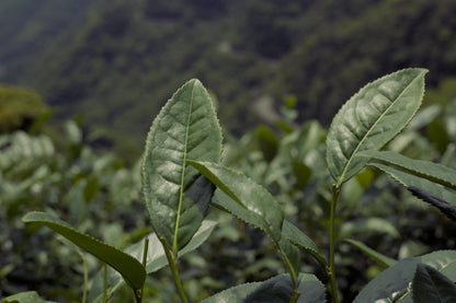 close-up of naturally farmed tea tree