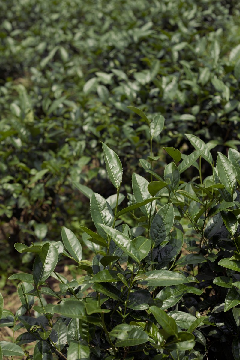 naturally farmed tea tree