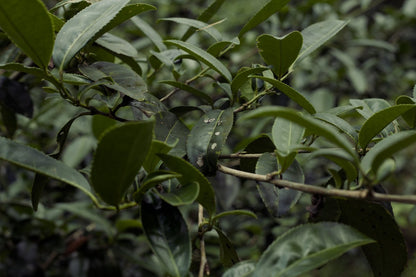 naturally farmed tea tree