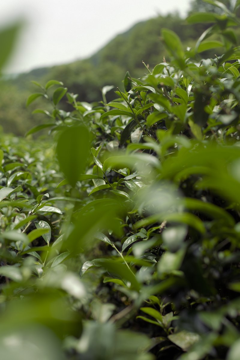 naturally farmed tea garden in Pingling