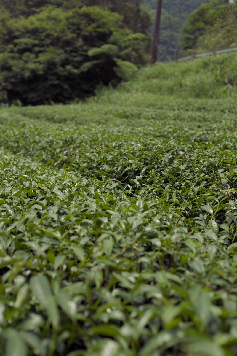 naturally farmed tea garden in Pinglin