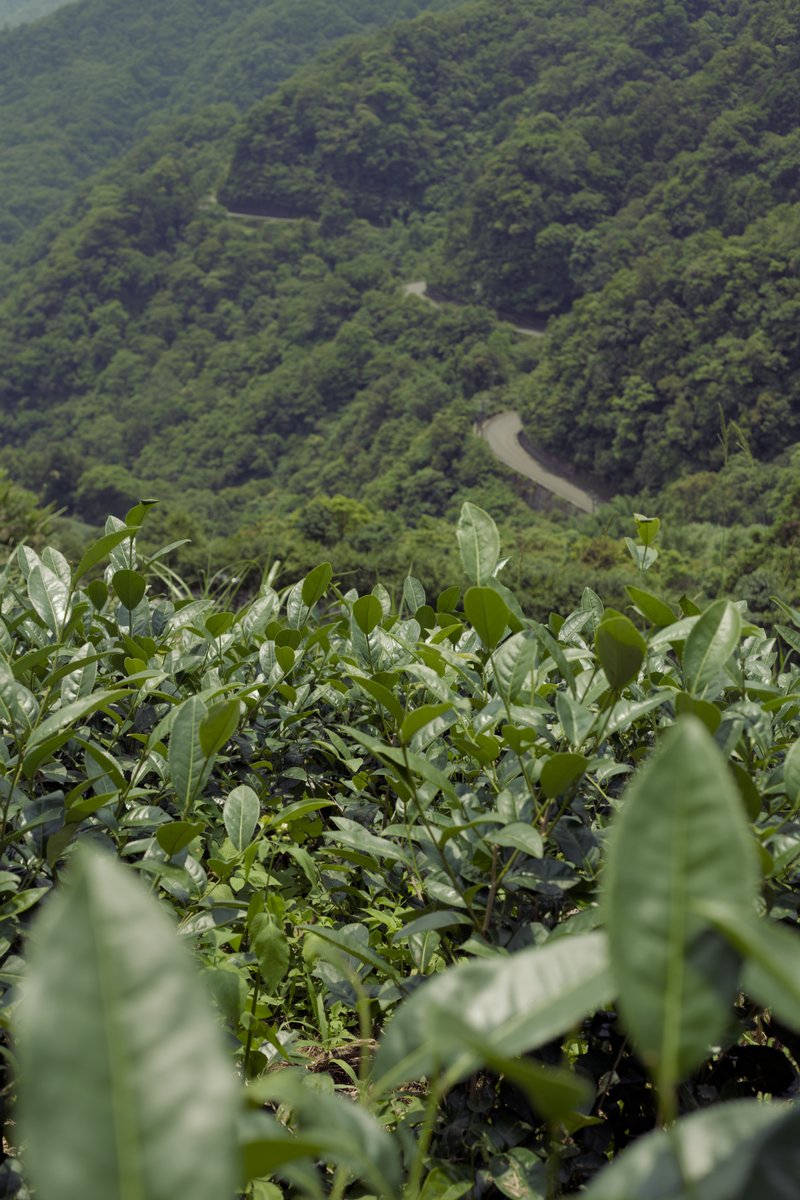 naturally farmed tea garden in mountains of Pinglin