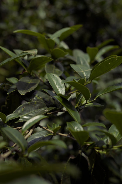 naturally farmed tea trees