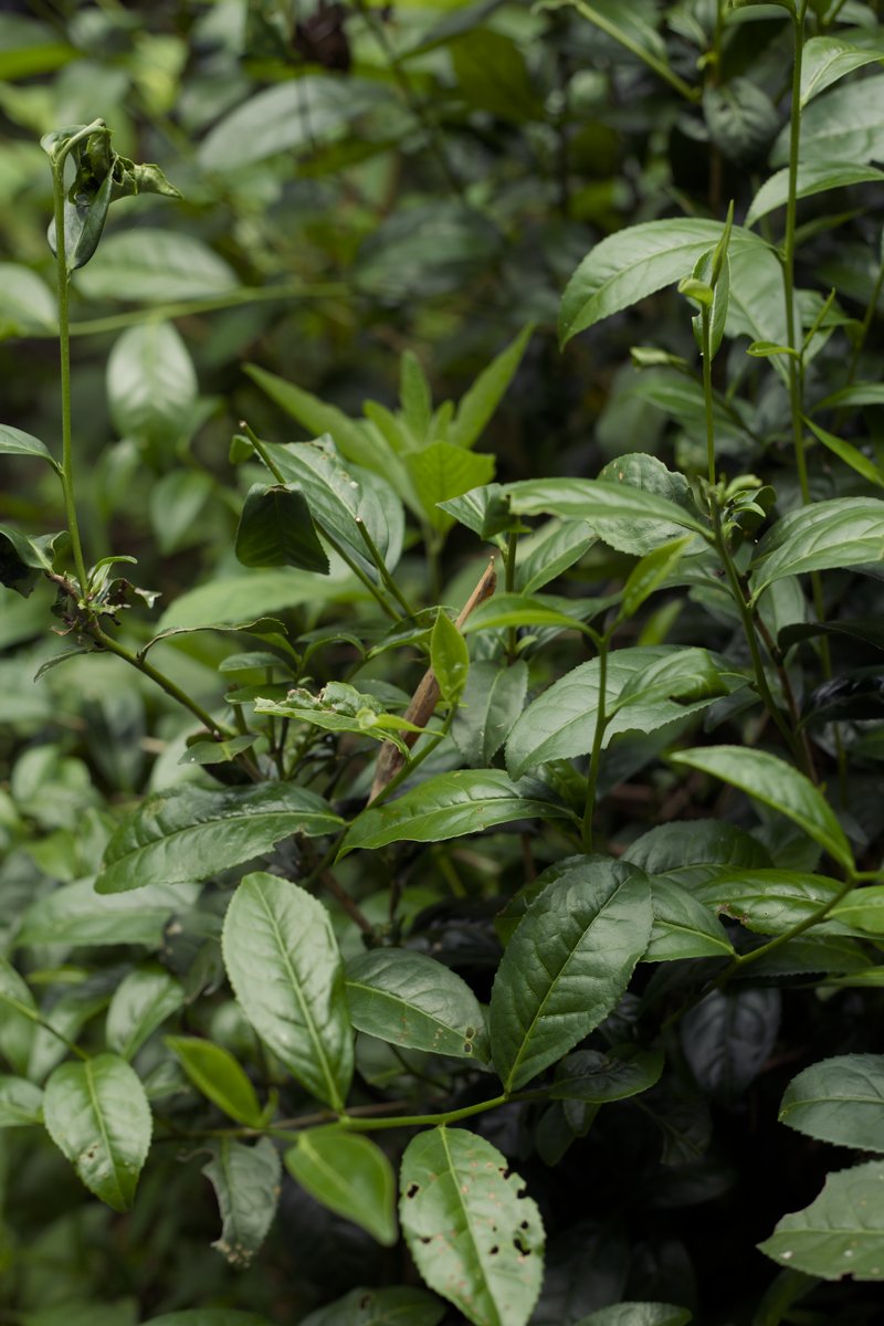 naturally farmed tea trees