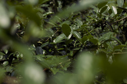 naturally farmed tea trees