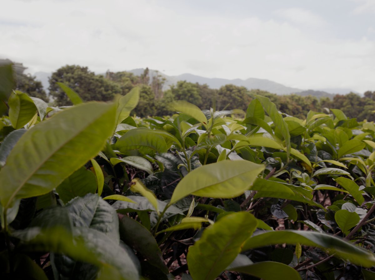 organic tea farm in Luye, Taitung, Taiwan