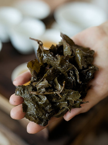 spent naturally farmed oolong tea leaves on a hand