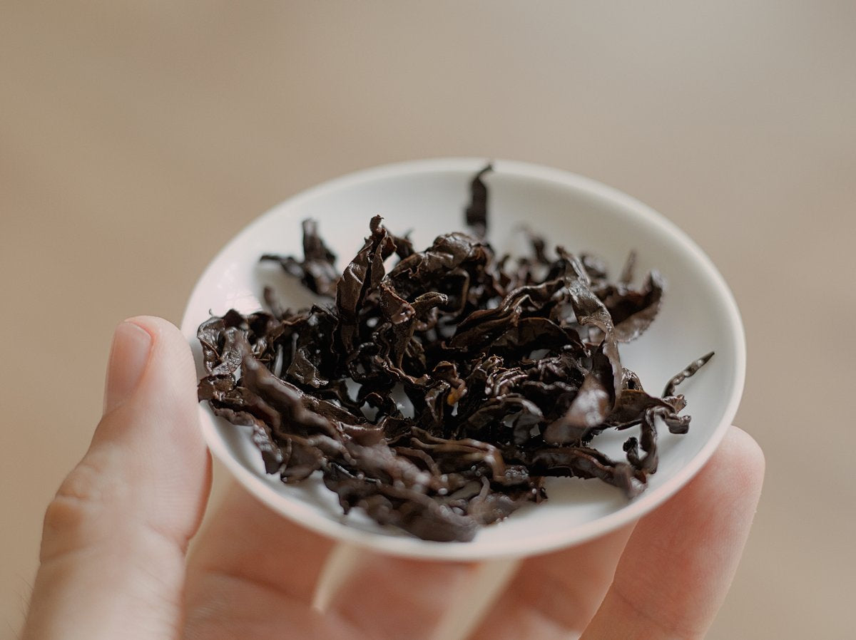 spent naturally farmed red oolong tea leaves on a lid of a gaiwan