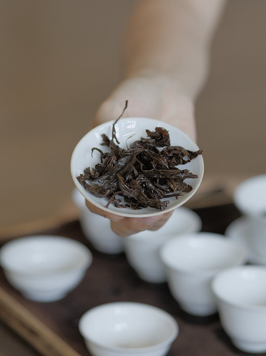 hand holding lid of gaiwan with spent organic Shan Yun black tea leaves