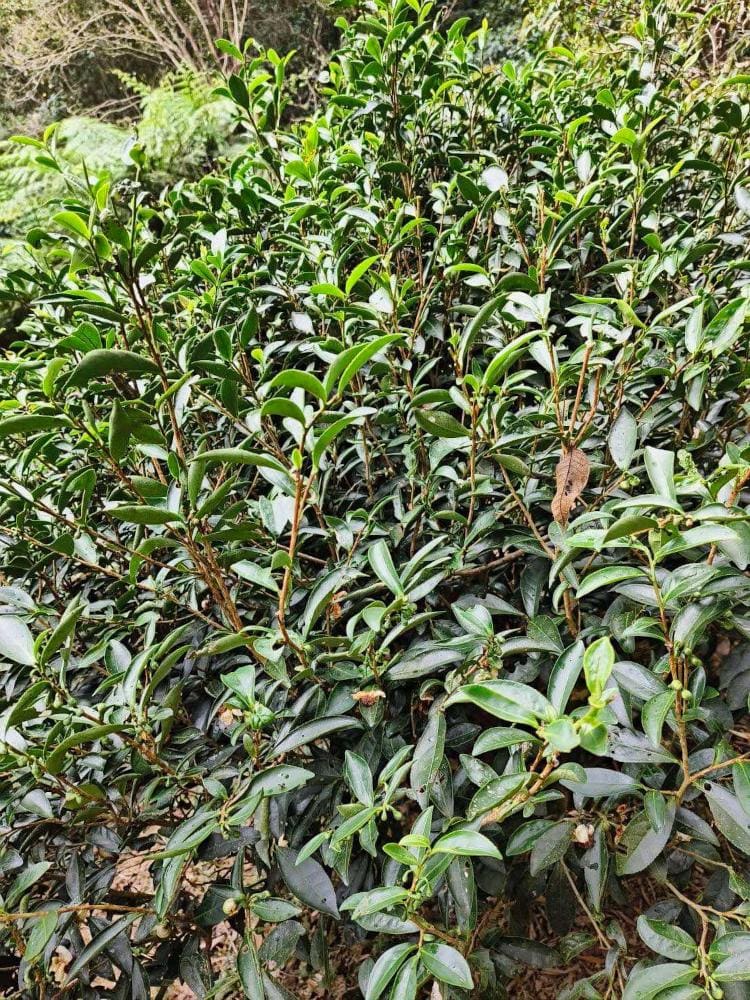 wild farmed huang gang cultivar tea tree