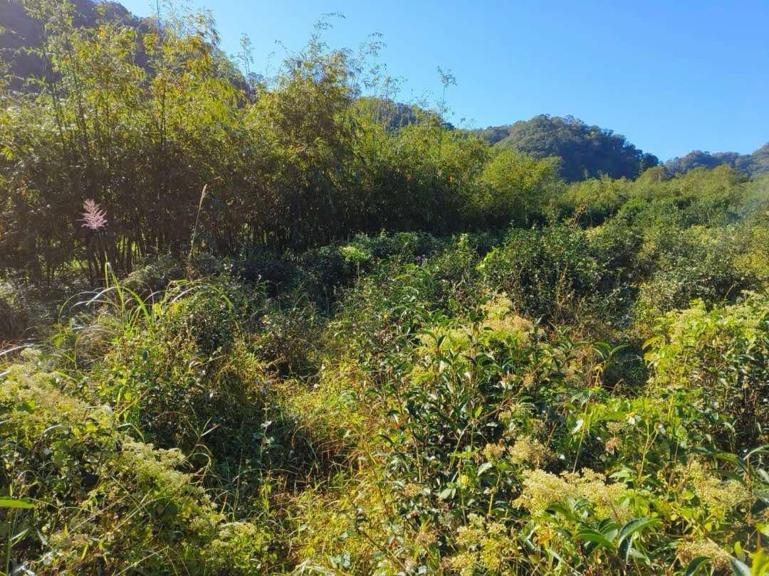 wild farmed qing xin tea tree