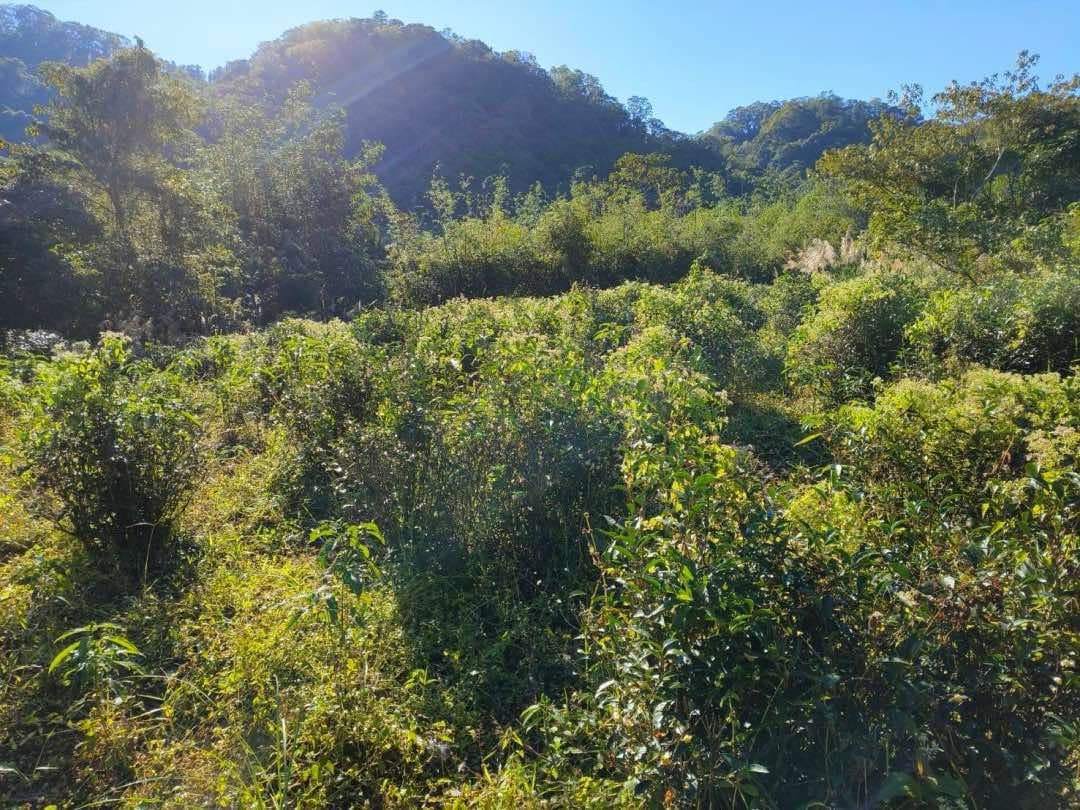 wild farmed qing xin tea tree