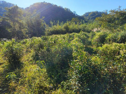 wild farmed qing xin tea tree