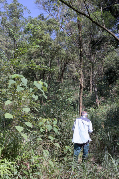 walking through wild-farmed tea garden