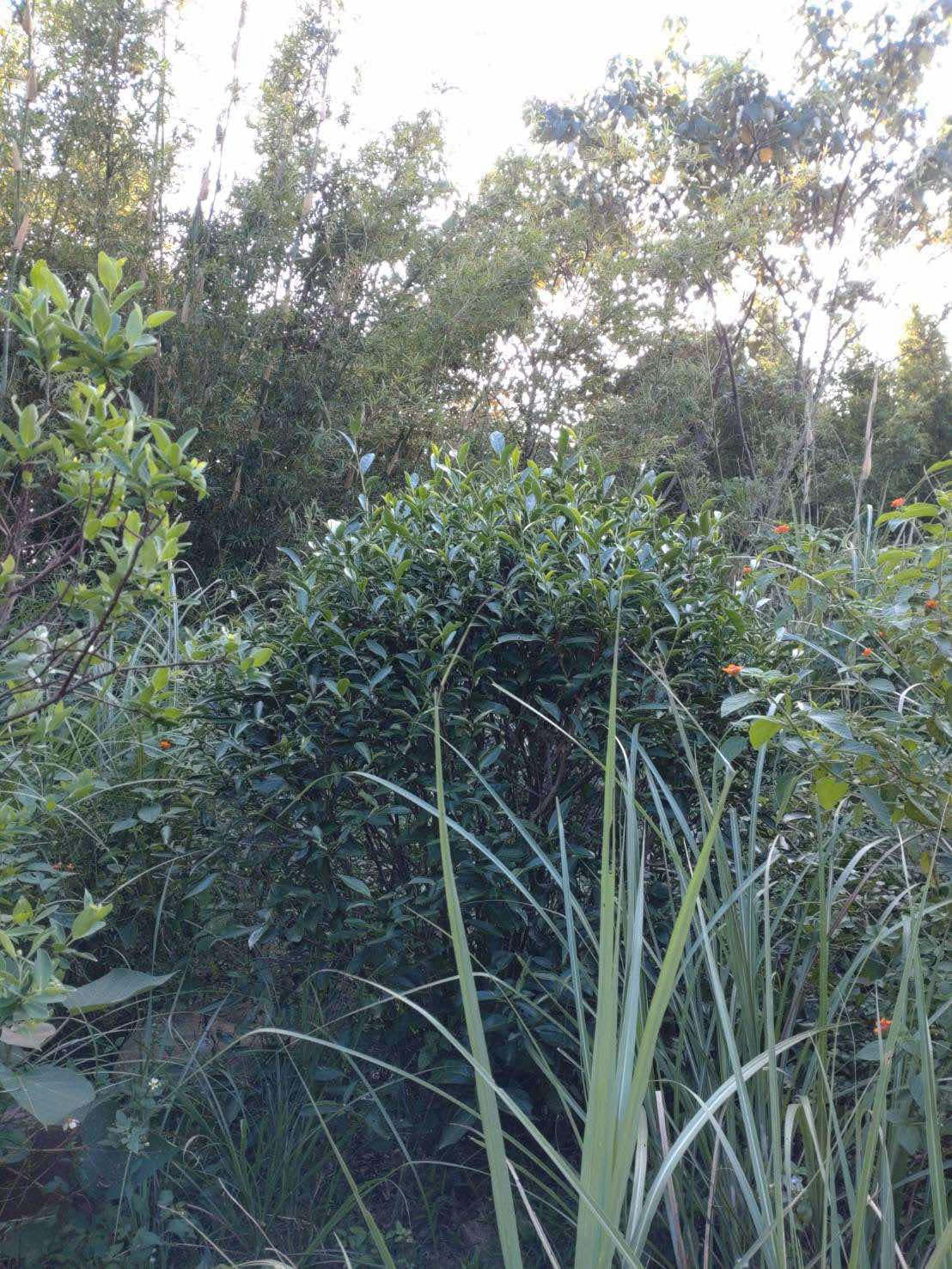 wild-farmed tea tree in Taiwanese mountains