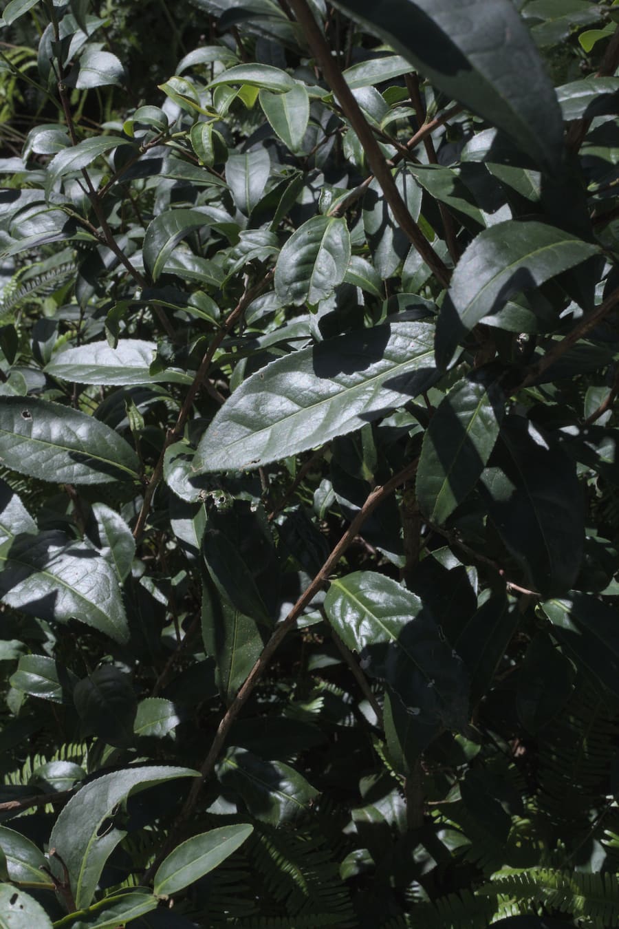 close-up of wild-farmed tea tree