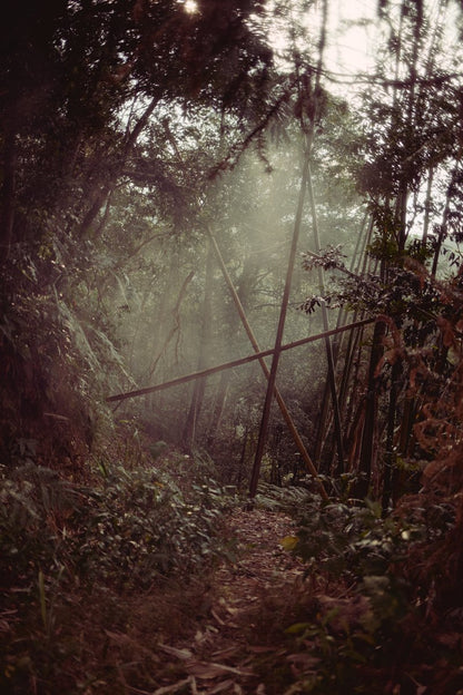 wild mountain forest in taiwan